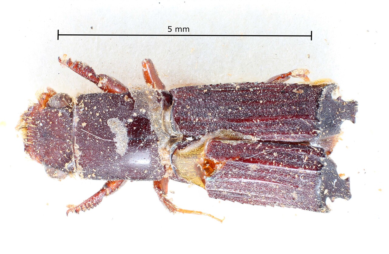 Genus / Species: Neotrachyostus lobatus | Image Author: TH Atkinson | Location: Fr. Guiana, unknown, Fr. Guiana (country / region) | Image Type: syntype | Collection: British Museum (Natural History)