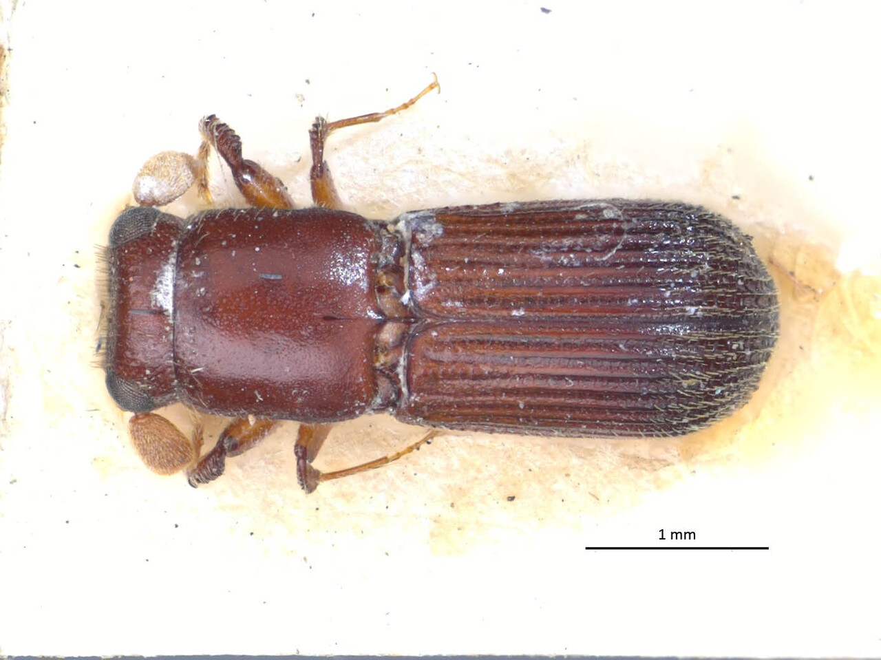 Genus / Species: Platyphysus laticollis | Image Author: LR Kirkendall | Location: Brazil, unknown, Brazil (country / region) | Image Type: holotype | Collection: British Museum (Natural History)