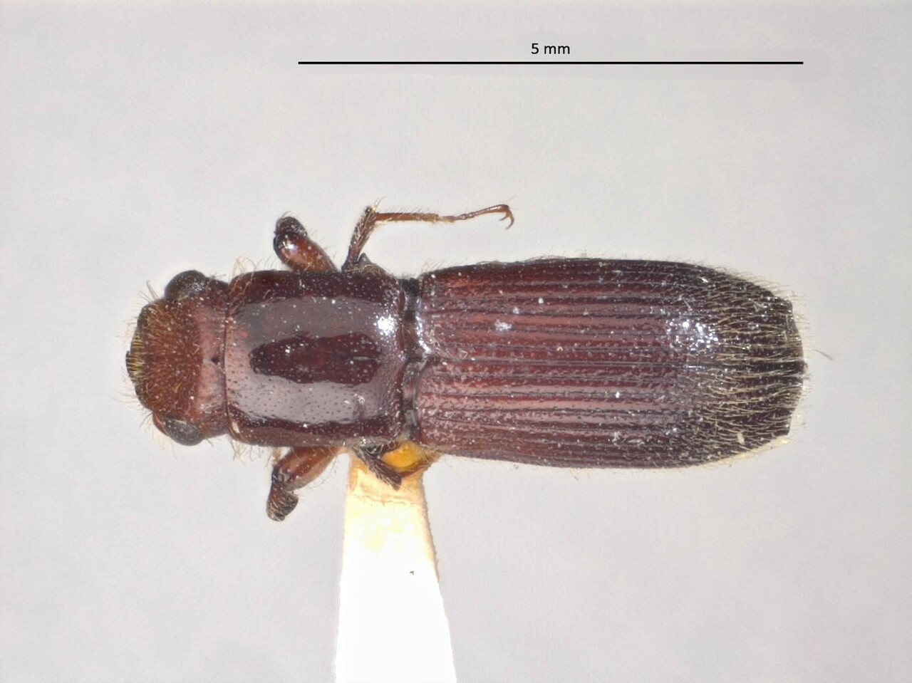 Genus / Species: Cenocephalus dubiosus | Image Author: LR Kirkendall | Location: Brazil, Rio de Janeiro, Rio de Janeiro | Image Type: holotype | Collection: British Museum (Natural History)