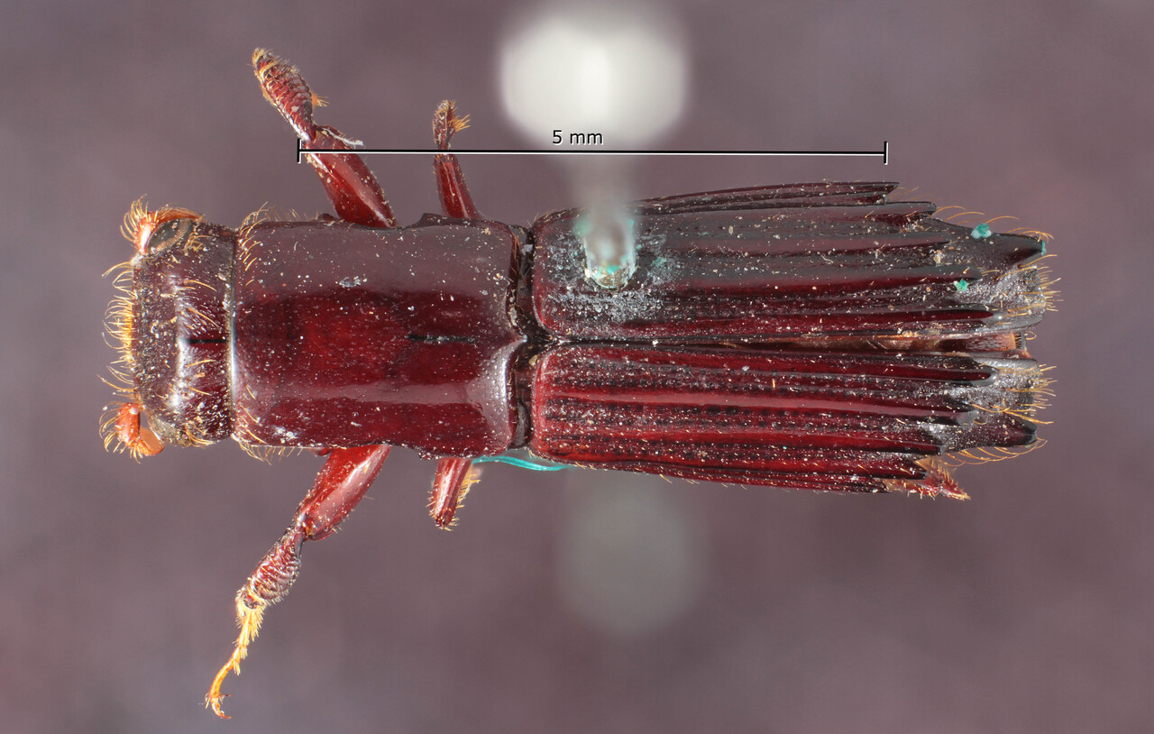 Genus / Species: Megaplatypus auricularus | Image Author: TH Atkinson | Location: Brazil, Santa Catarina, Santa Catarina (estado) | Image Type: syntype | Collection: Museum für Naturkunde
