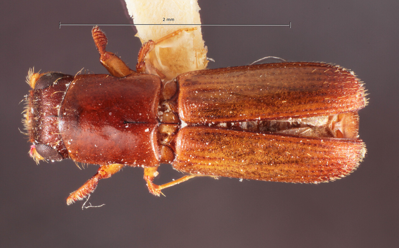 Genus / Species: Teloplatypus pernudus | Image Author: TH Atkinson | Location: Guyana, unknown, Guyana (country / region) | Image Type: lectoallotype | Collection: Naturhistorisches Museum Wien