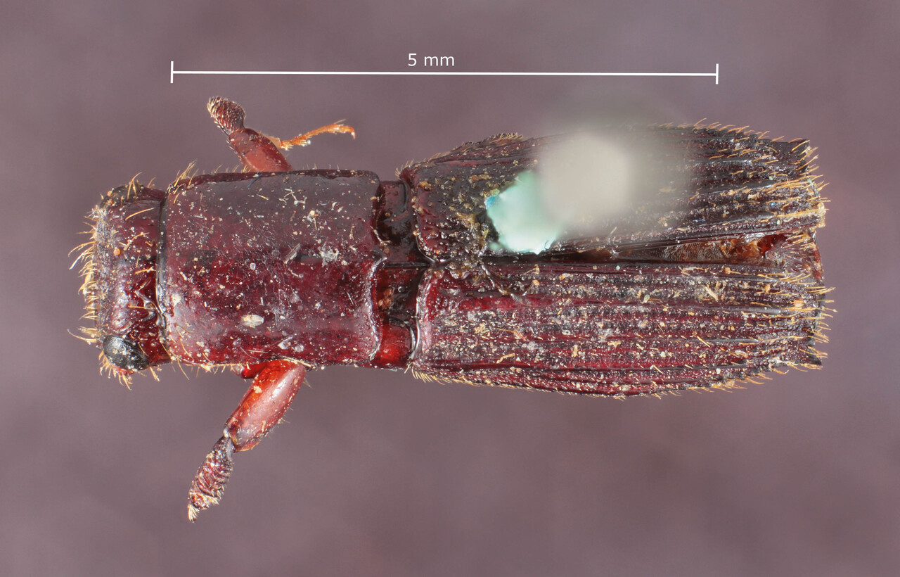 Genus / Species: Megaplatypus tuberculatus | Image Author: TH Atkinson | Location: Fr. Guiana, unknown, Fr. Guiana (country / region) | Image Type: syntype | Collection: Museum für Naturkunde