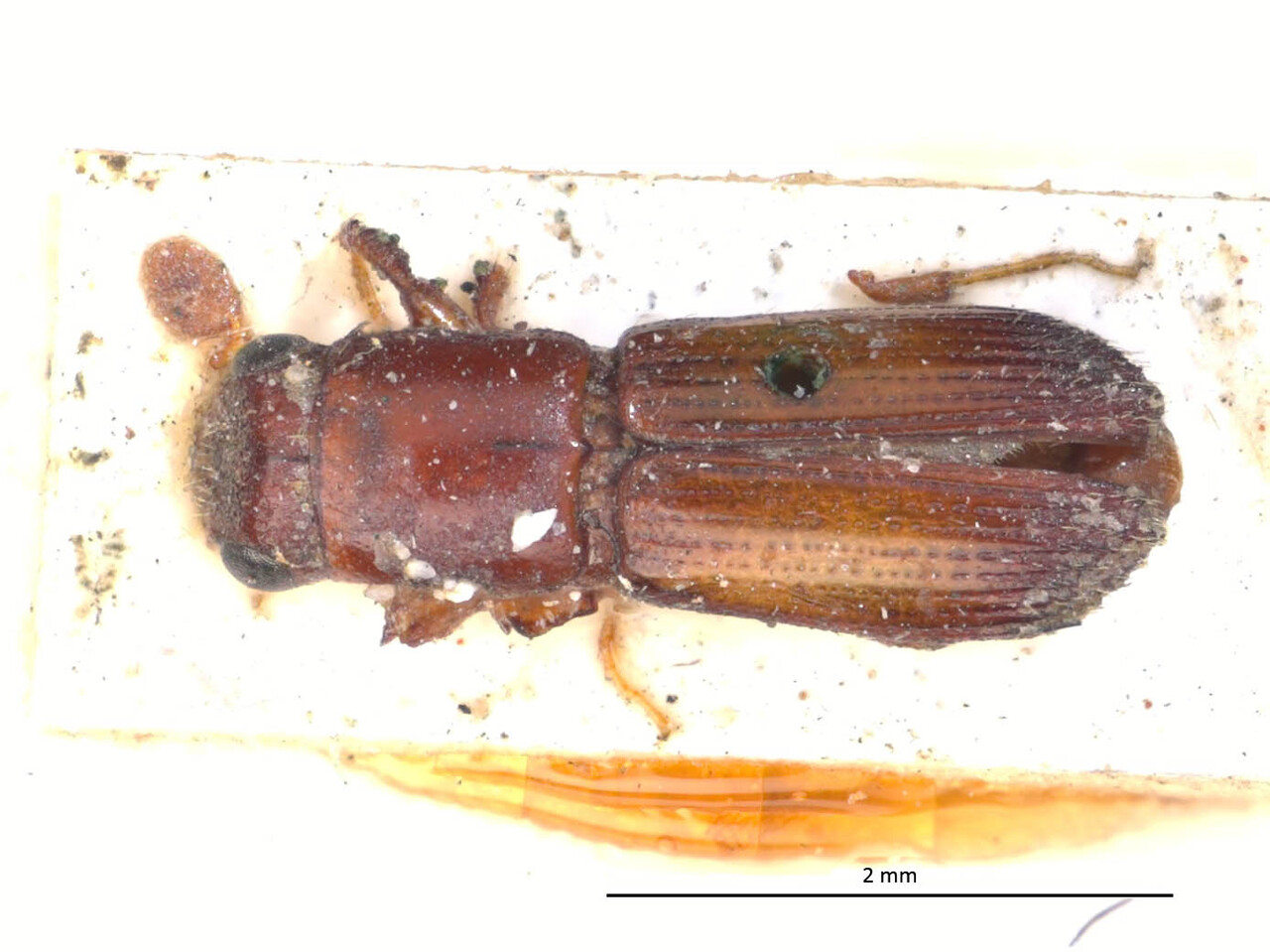 Genus / Species: Teloplatypus brunneus | Image Author: LR Kirkendall | Location: Brazil, Pará, Pará (estado) | Image Type: holotype | Collection: British Museum (Natural History)