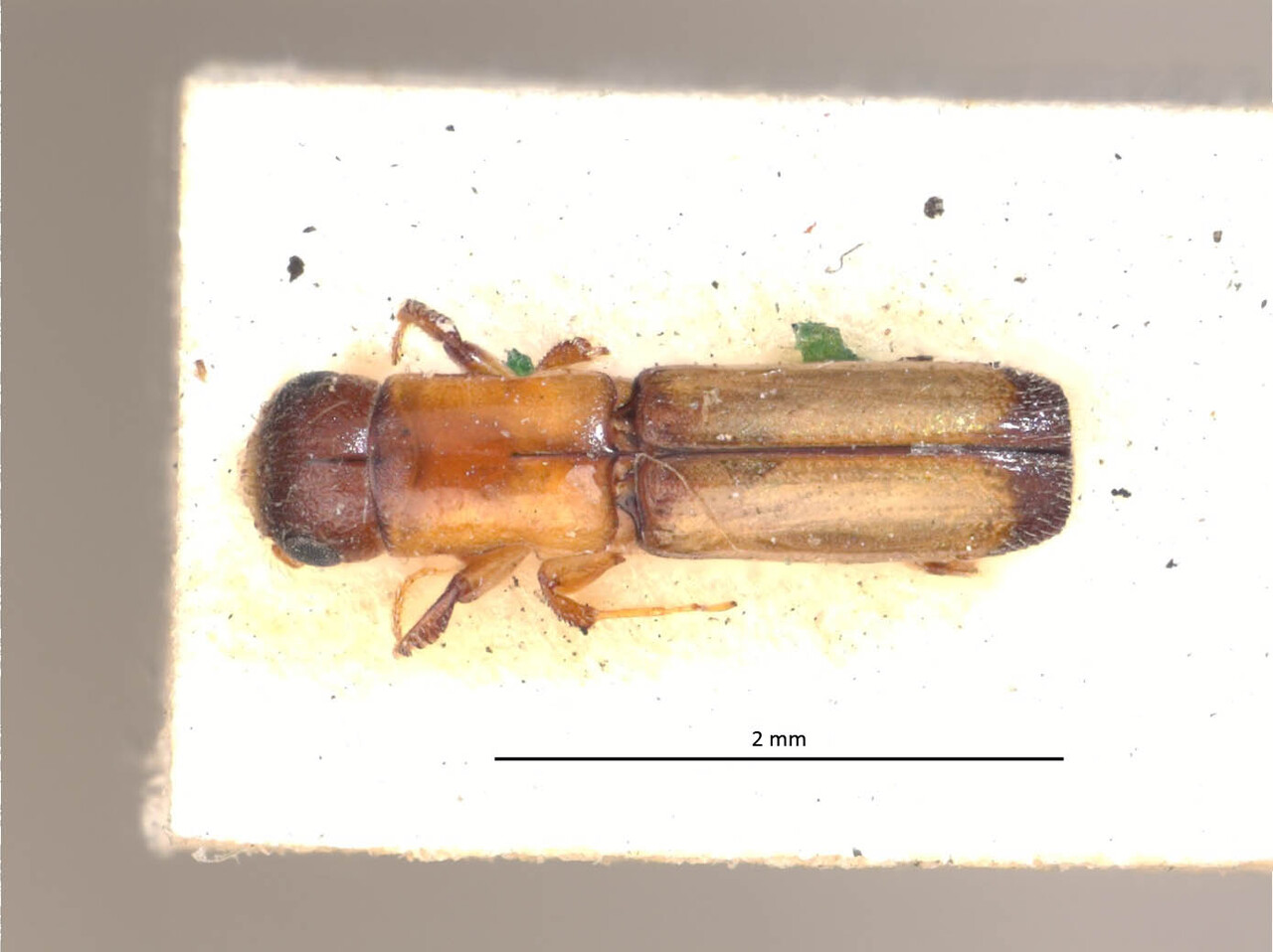 Genus / Species: Teloplatypus concinnulus | Image Author: LR Kirkendall | Location: Guatemala, Escuintla, El Zapote | Image Type: syntype | Collection: British Museum (Natural History)