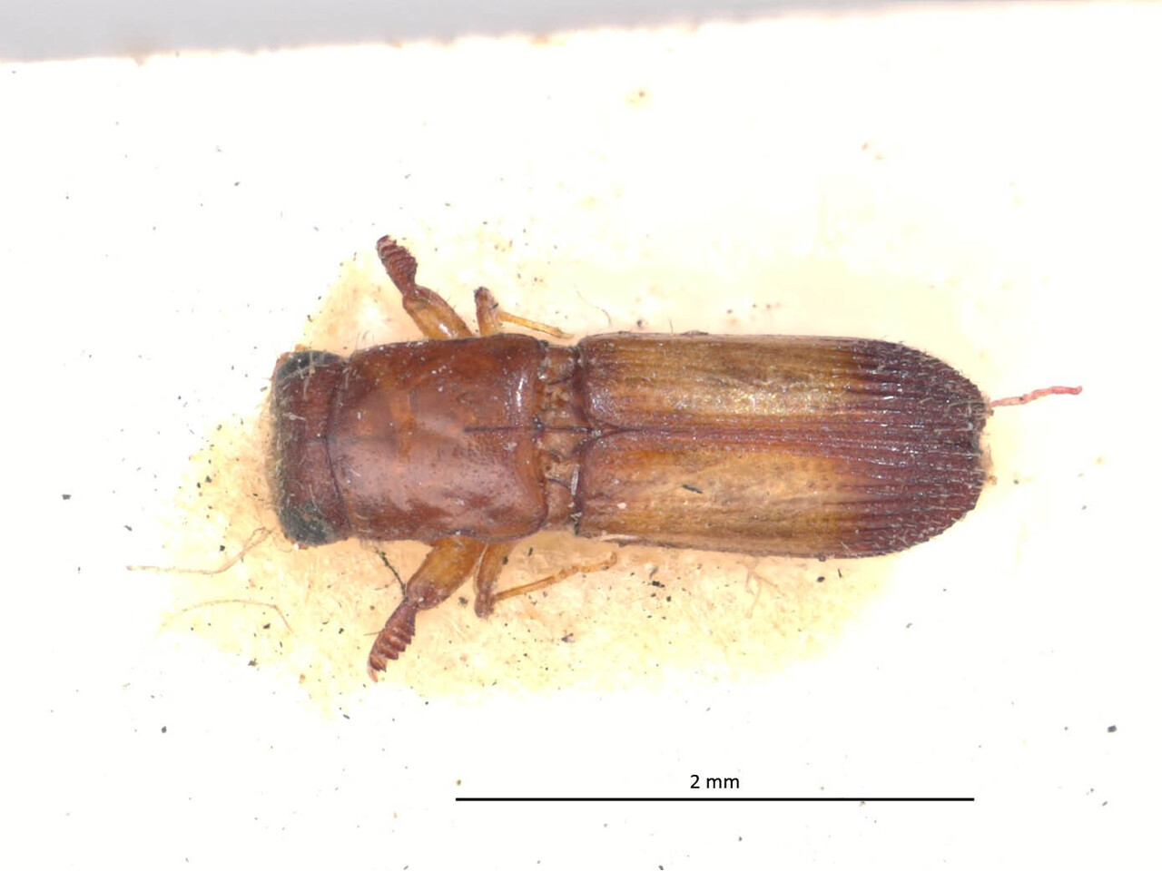 Genus / Species: Teloplatypus excisus | Image Author: LR Kirkendall | Location: México, Veracruz, Tuxpan | Image Type: syntype | Collection: British Museum (Natural History)