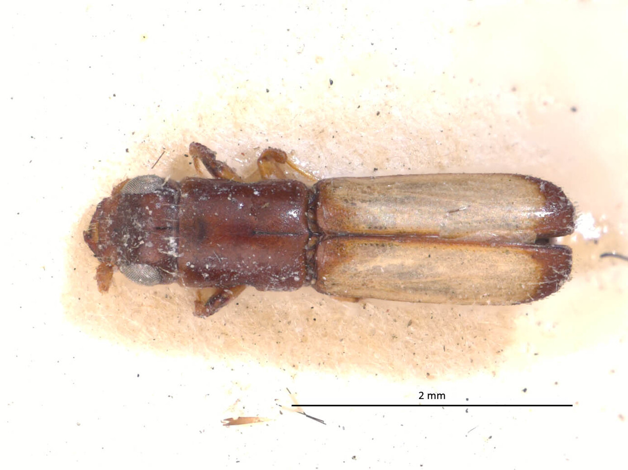 Genus / Species: Teloplatypus ratzeburgi | Image Author: LR Kirkendall | Location: Panamá, Chiriquí, Bugaba | Image Type: holotype | Collection: British Museum (Natural History)