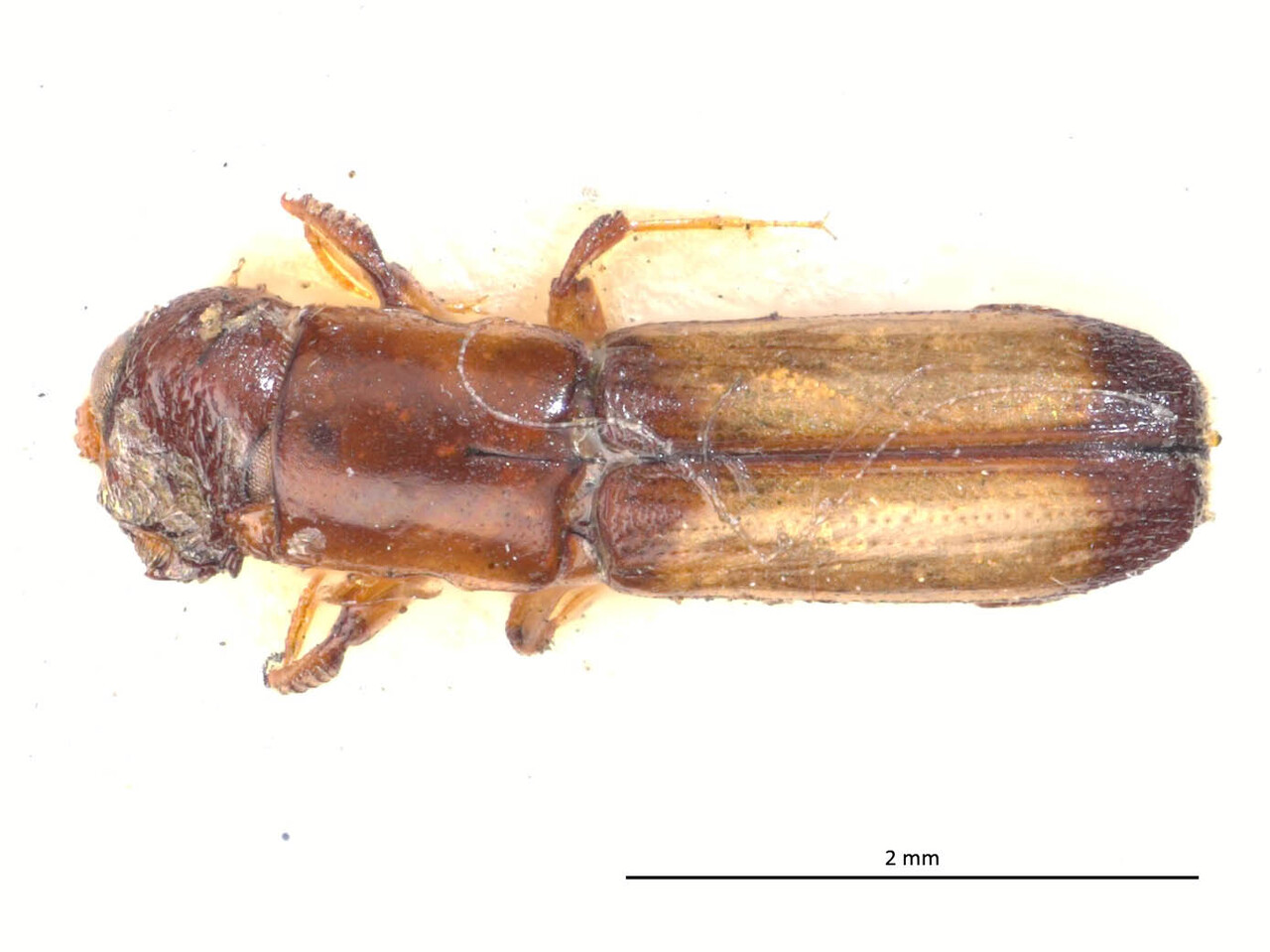 Genus / Species: Teloplatypus ustulatus | Image Author: LR Kirkendall | Location: México, Veracruz, Tuxpan | Image Type: syntype | Collection: British Museum (Natural History)
