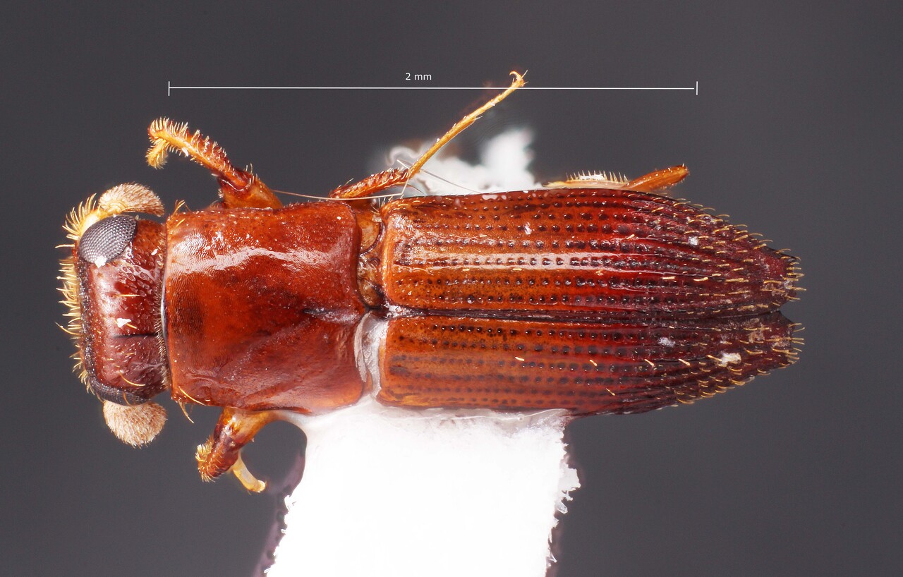Genus / Species: Teloplatypus brasiliensis | Image Author: TH Atkinson | Location: Fr. Guiana, Les Eaux Claires, 7 km N Saül | Collection: L.R. Kirkendall Collection