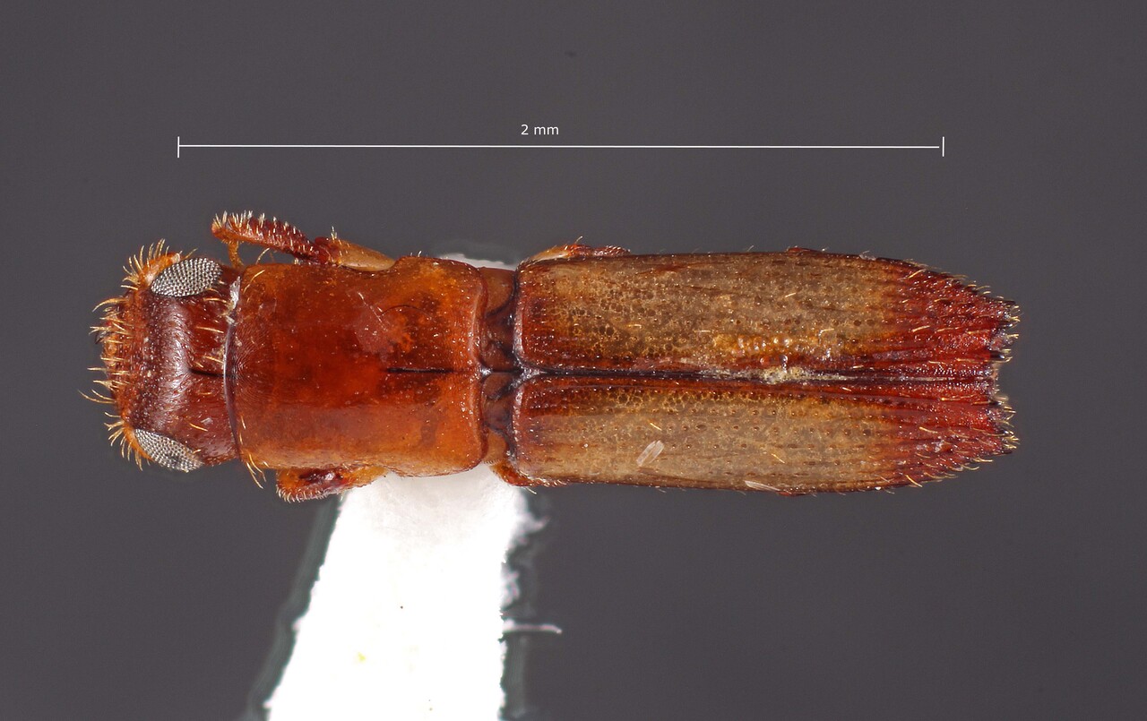 Genus / Species: Teloplatypus enixus | Image Author: TH Atkinson | Location: Guatemala, Izabal, Finca Firmeza | Collection: T.H. Atkinson, synoptic collection