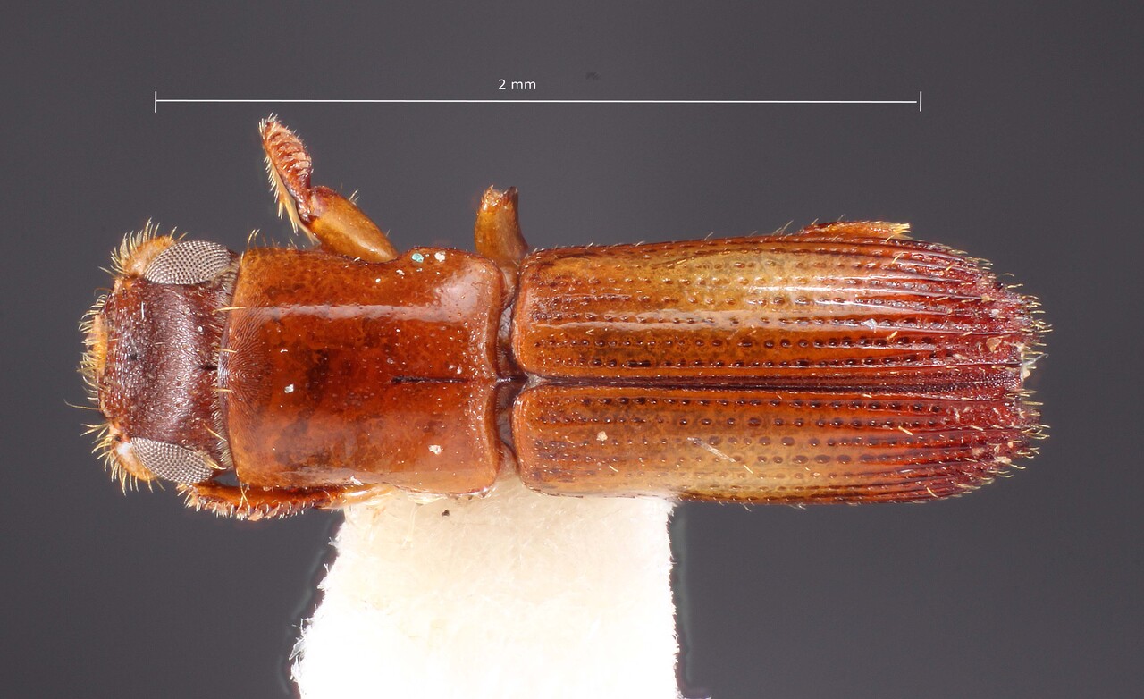 Genus / Species: Teloplatypus inacessus | Image Author: TH Atkinson | Location: Brazil, Pará, Belem | Collection: L.R. Kirkendall Collection