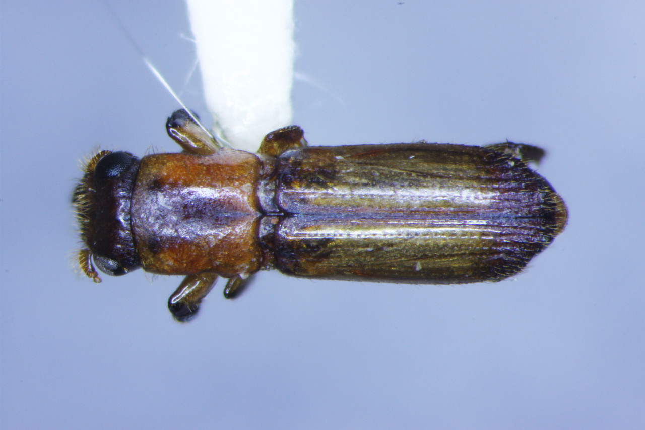 Genus / Species: Teloplatypus marcidus | Image Author: TH Atkinson | Location: Panamá, Chiriquí, Volcan Chiriqui | Image Type: holotype | Collection: British Museum (Natural History)