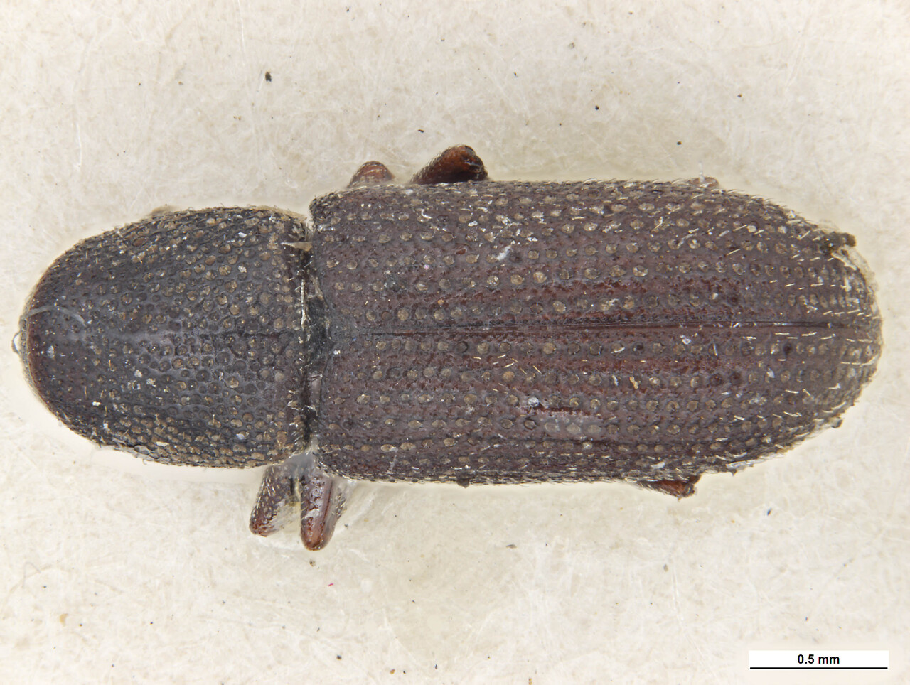 Genus / Species: Hylastes angustatus | Image Author: KL Walker | Location: Australia, South Australia, Mt. Gambler | Collection: default value if not specified / valor si no está especificado