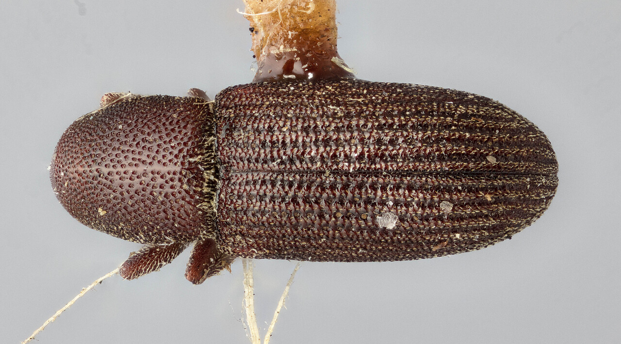 Genus / Species: Hylastes gracilis | Image Author: J Buffam | Location: United States, Colorado, Larimer Co. | Image Type: holotype | Collection: Canadian National Collection of Insects, Arachnids and Nematodes