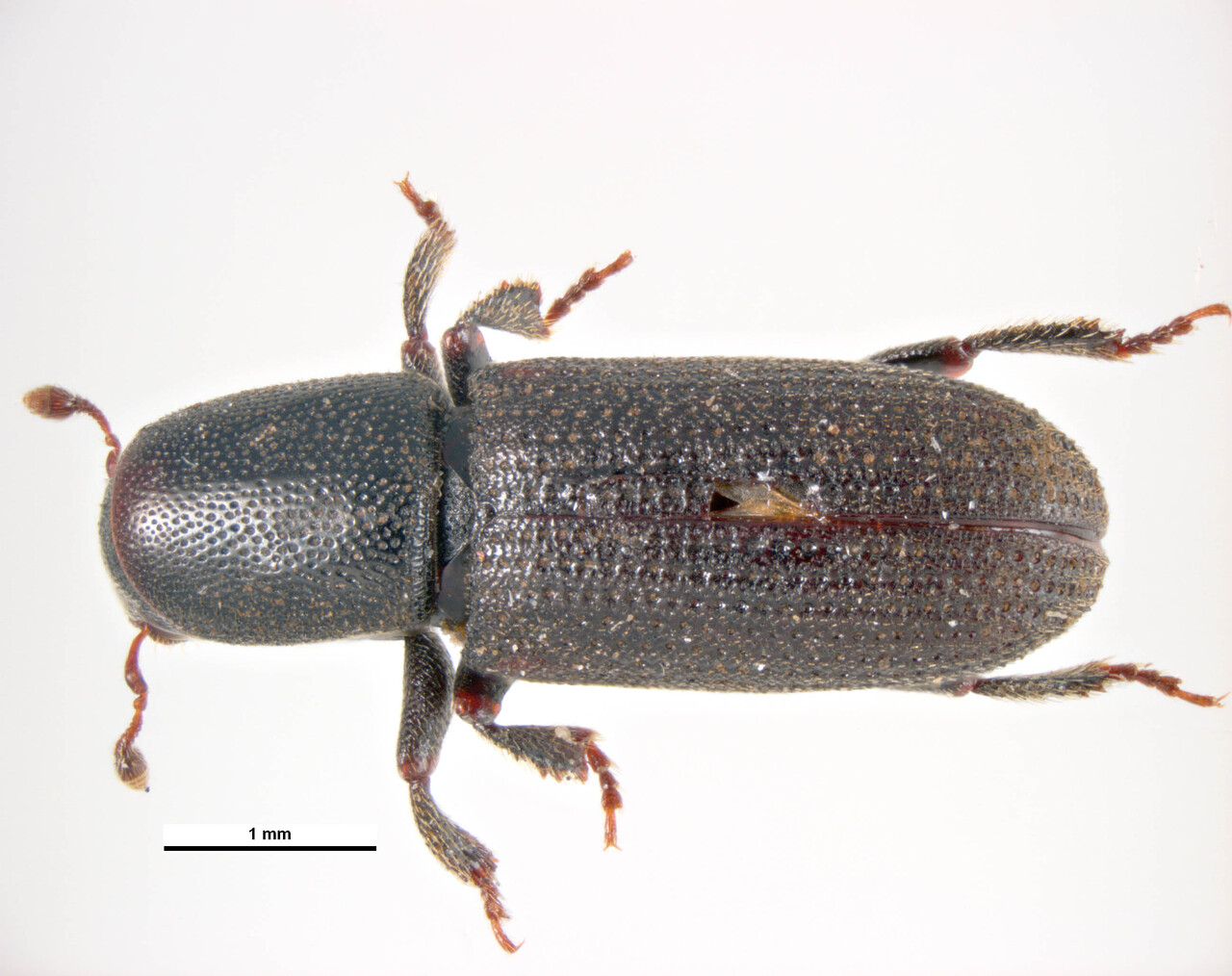 Genus / Species: Hylastes ater | Image Author: KL Walker | Location: Croatia, Dubrow | Collection: default value if not specified / valor si no está especificado