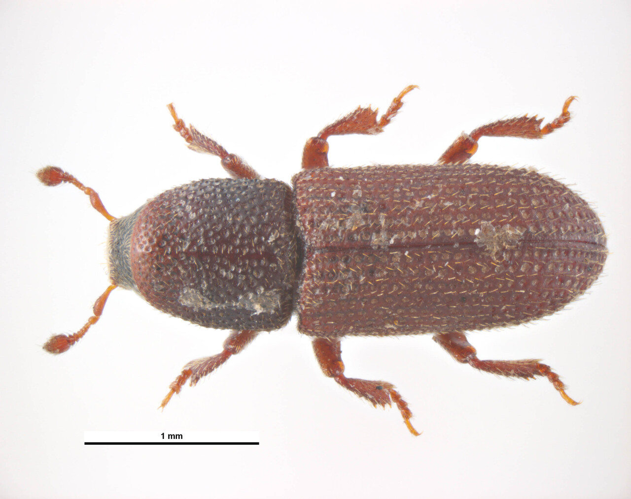 Genus / Species: Hylastes attenuatus | Image Author: KL Walker | Location: Croatia, Dubrow | Collection: default value if not specified / valor si no está especificado