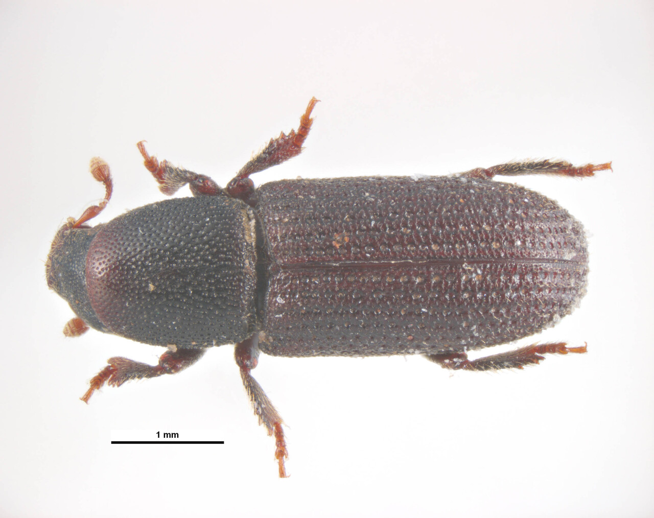 Genus / Species: Hylastes brunneus | Image Author: KL Walker | Location: Croatia, Dubrow | Collection: default value if not specified / valor si no está especificado