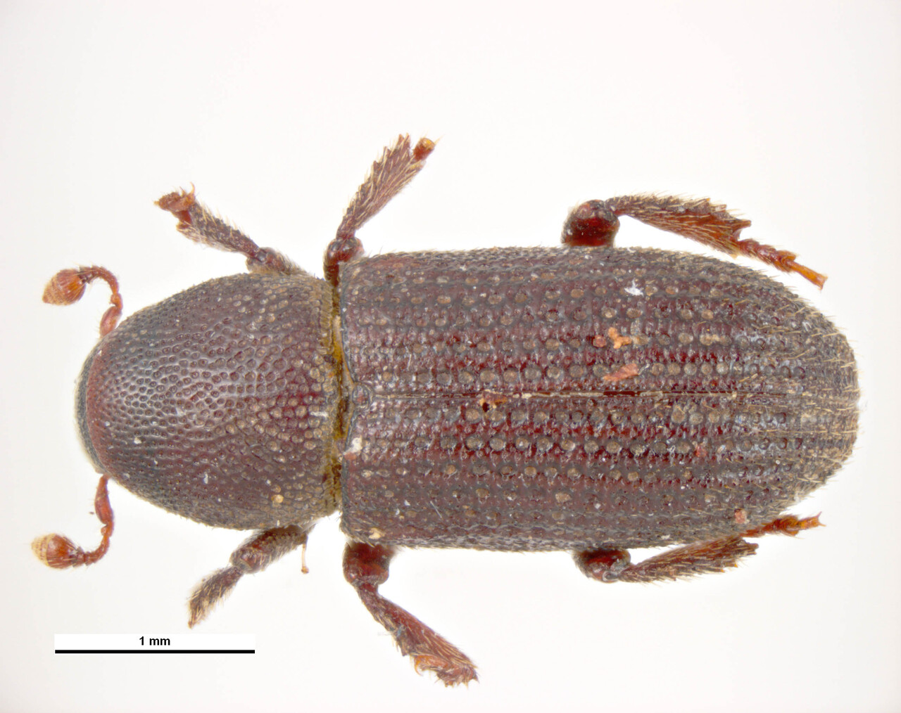 Genus / Species: Hylastes cunicularius | Image Author: KL Walker | Location: Czech Republic, Bohemia, Mokra Vrata | Collection: default value if not specified / valor si no está especificado