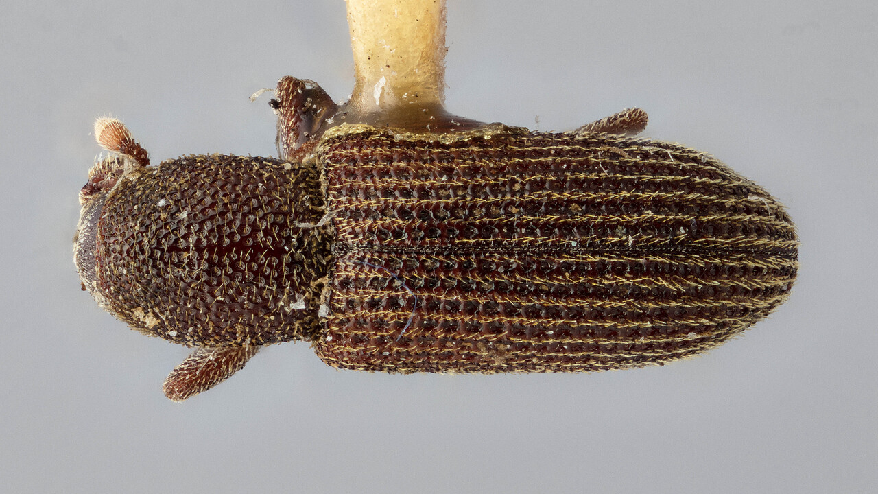 Genus / Species: Hylastes longicollis | Image Author: J Buffam | Location: United States, Idaho, Atlanta | Image Type: holotype | Collection: Canadian National Collection of Insects, Arachnids and Nematodes