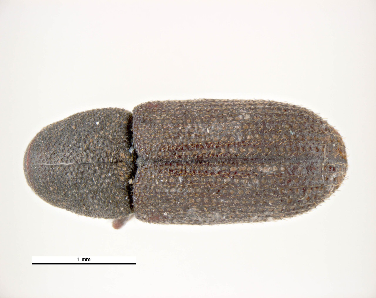 Genus / Species: Hylastes opacus | Image Author: KL Walker | Location: Czech Republic, Moravia | Collection: default value if not specified / valor si no está especificado