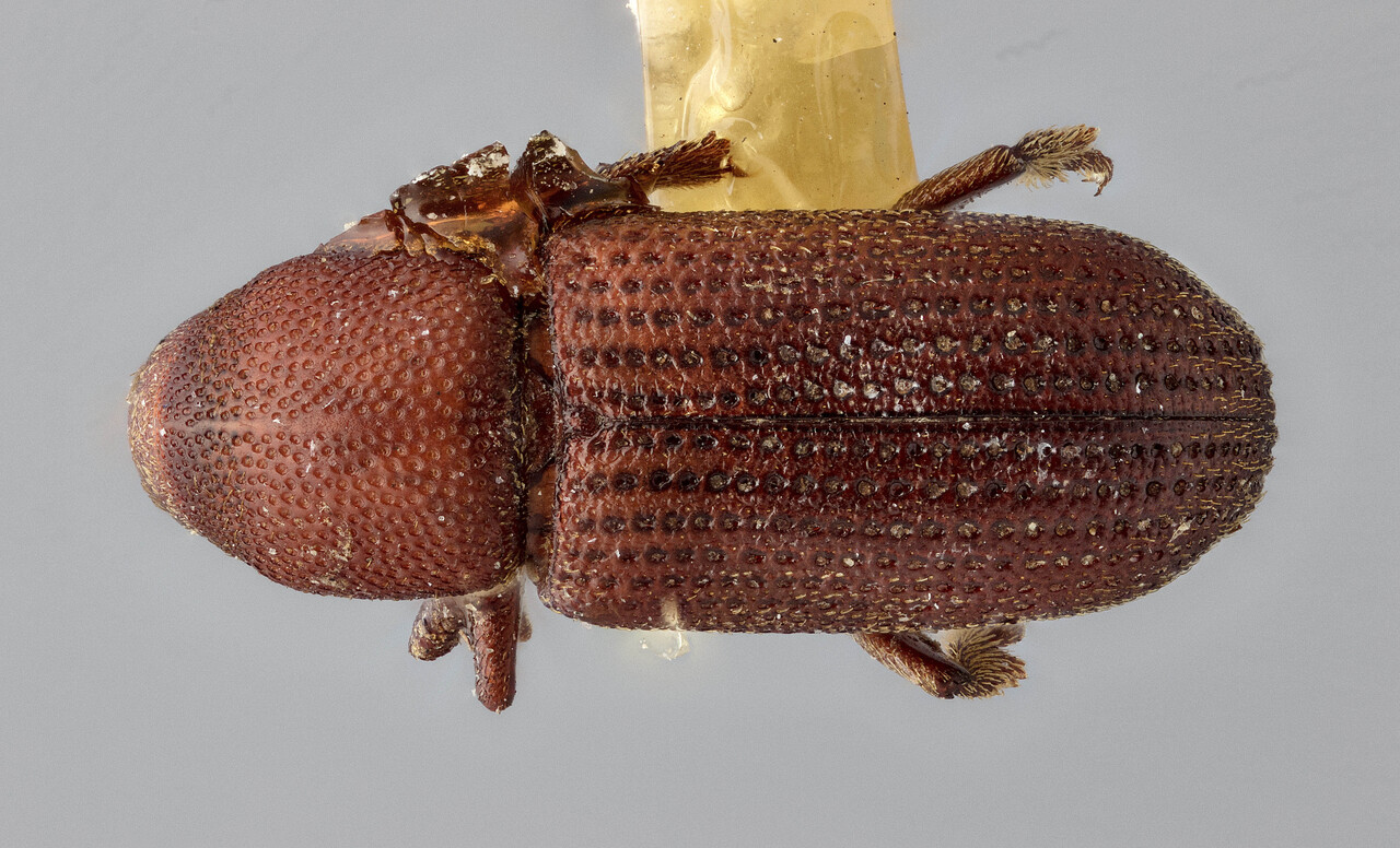 Genus / Species: Hylastes ruber | Image Author: J Buffam | Location: Canada, British Columbia, Golden | Image Type: holotype | Collection: Canadian National Collection of Insects, Arachnids and Nematodes