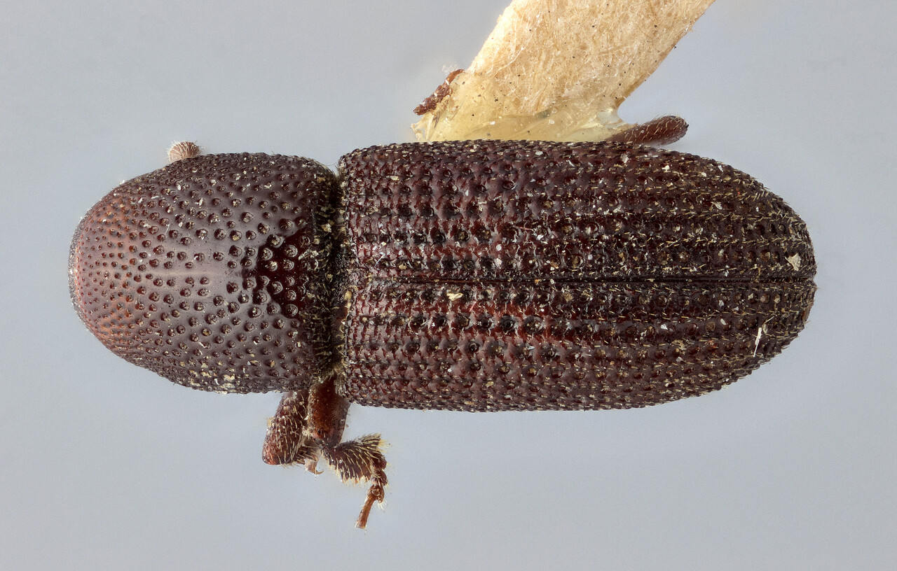 Genus / Species: Hylastes porculus | Image Author: J Buffam | Location: United States, Virginia, Virginia (state) | Image Type: holotype | Collection: Canadian National Collection of Insects, Arachnids and Nematodes