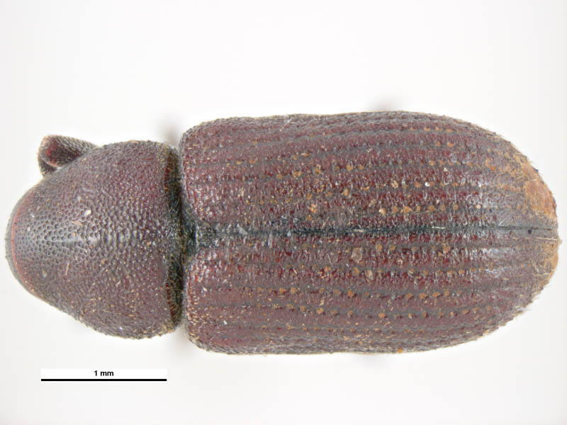 Genus / Species: Hylurgops glabratus | Image Author: KL Walker | Location: Hungary, Budapest | Collection: default value if not specified / valor si no está especificado