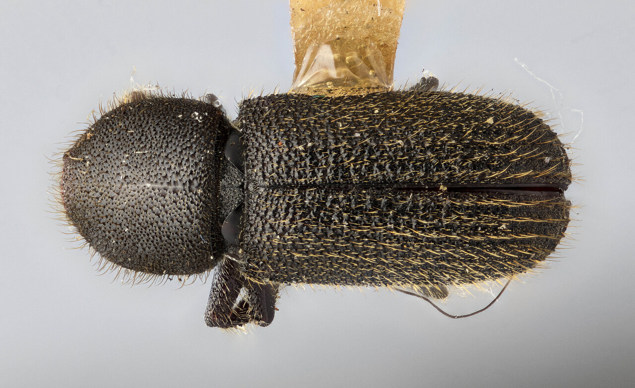 Genus / Species: Hylurgops incomptus | Image Author: J Buffam | Location: United States, New Mexico, Cloudcroft | Image Type: lectotype | Collection: Canadian National Collection of Insects, Arachnids and Nematodes