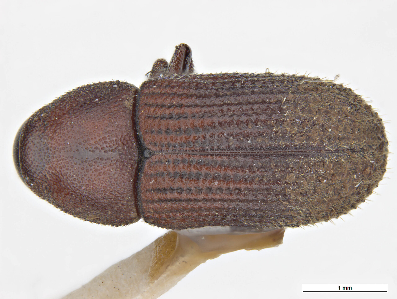 Genus / Species: Hylurgops interstitialis | Image Author: C McClellan | Location: South Korea, Yung Dung Po | Collection: default value if not specified / valor si no está especificado