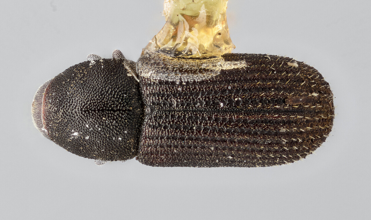 Genus / Species: Hylurgops knausi | Image Author: J Buffam | Location: United States, New Mexico, Cloudcroft | Image Type: lectotype | Collection: Canadian National Collection of Insects, Arachnids and Nematodes