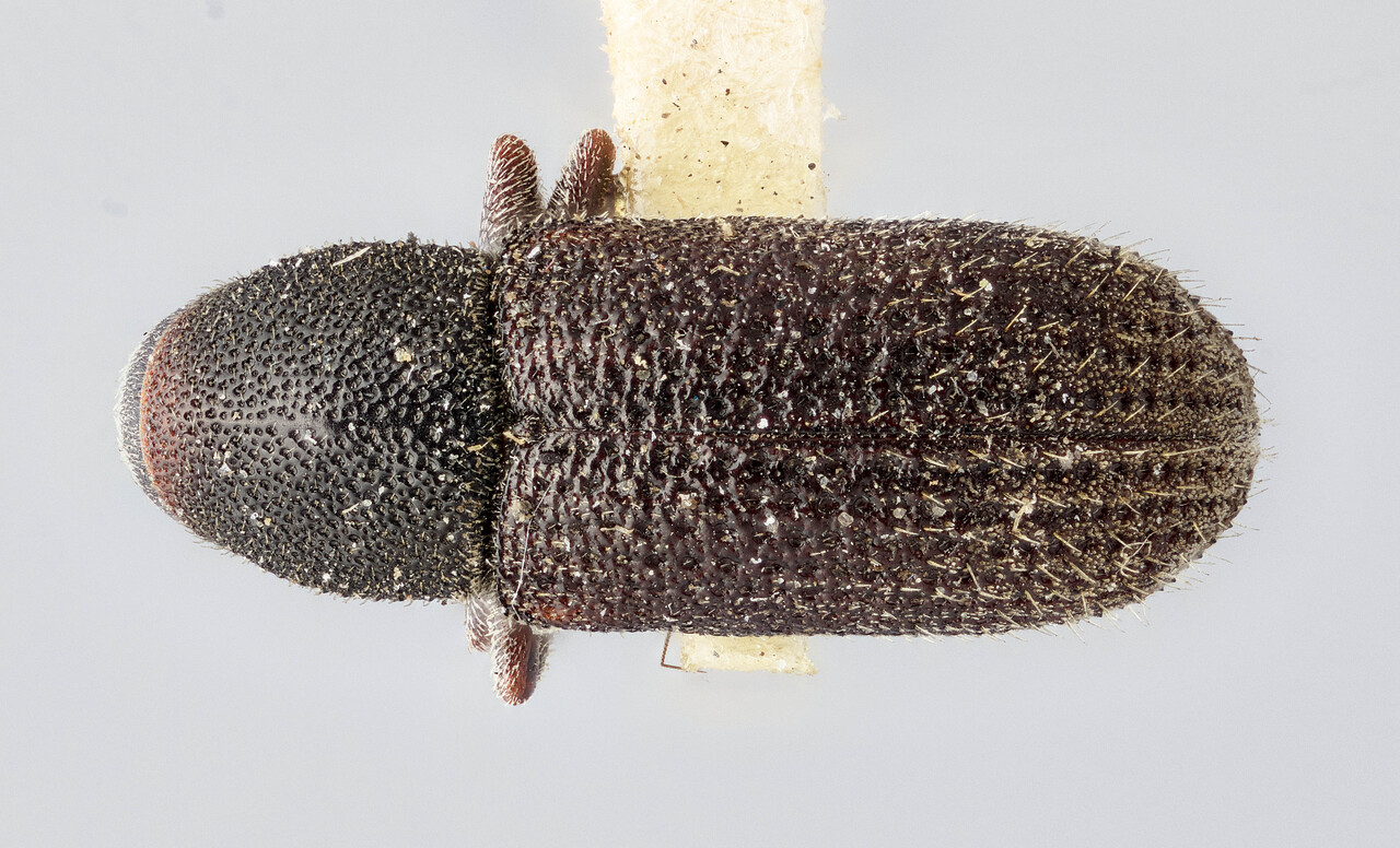 Genus / Species: Hylurgops porosus | Image Author: J Buffam | Location: United States, Colorado, Colorado (state) | Image Type: holotype | Collection: Canadian National Collection of Insects, Arachnids and Nematodes