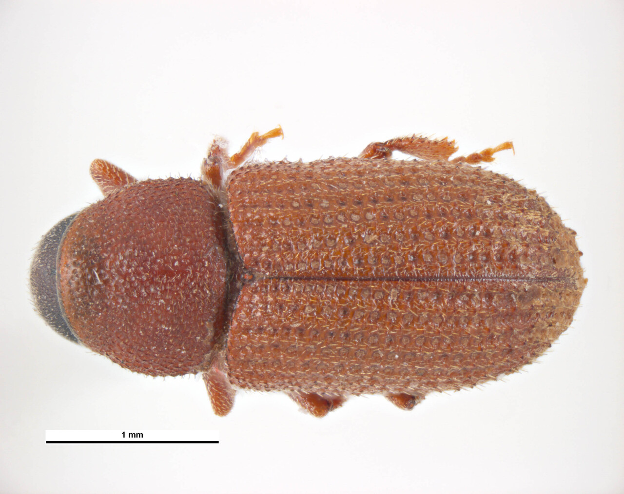 Genus / Species: Hylurgops palliatus | Image Author: KL Walker | Location: Germany, Beskiden | Collection: default value if not specified / valor si no está especificado