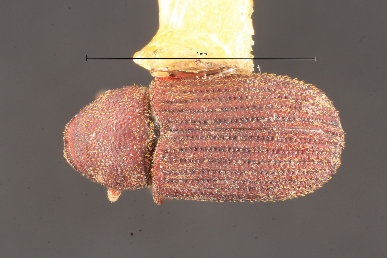 Genus / Species: Scierus annectens | Image Author: TH Atkinson | Location: United States, Colorado, Uncompahgre N.F. | Collection: Texas A&M University Insect Collection