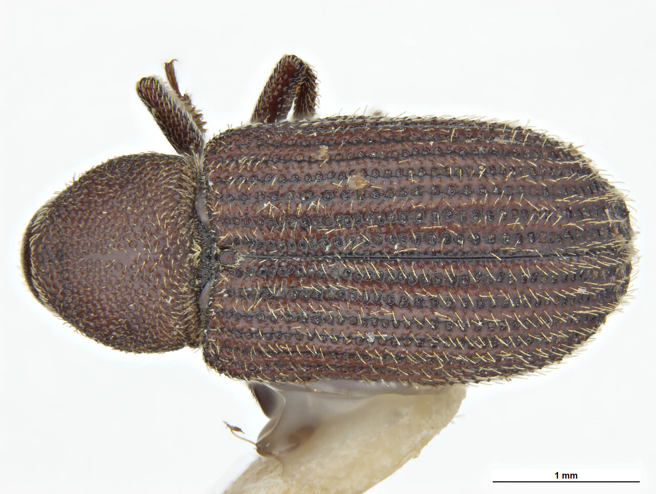 Genus / Species: Scierus pubescens | Image Author: C McClellan | Location: United States, Idaho, Selkirk Mtns. | Collection: default value if not specified / valor si no está especificado