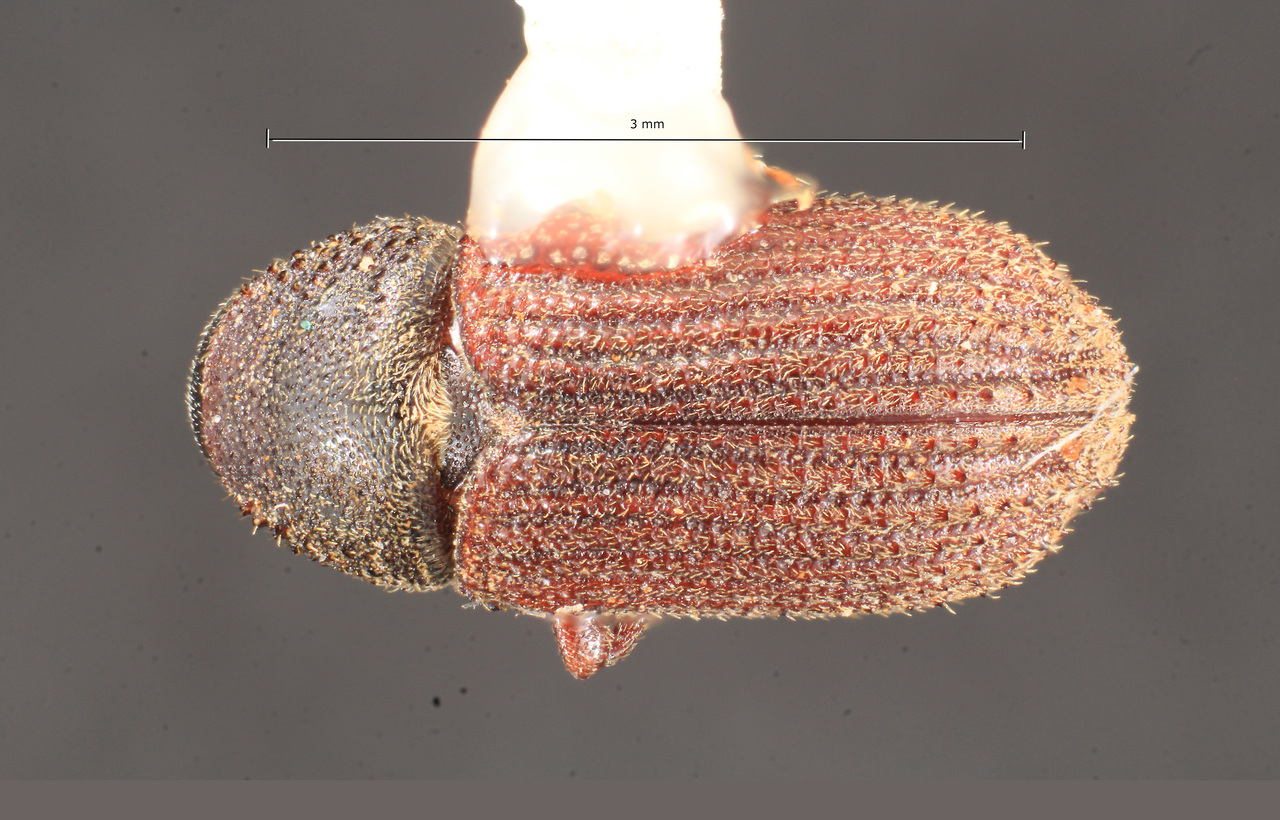 Genus / Species: Alniphagus aspericollis | Image Author: TH Atkinson | Location: United States, Oregon, Eddyville | Collection: Texas A&M University Insect Collection