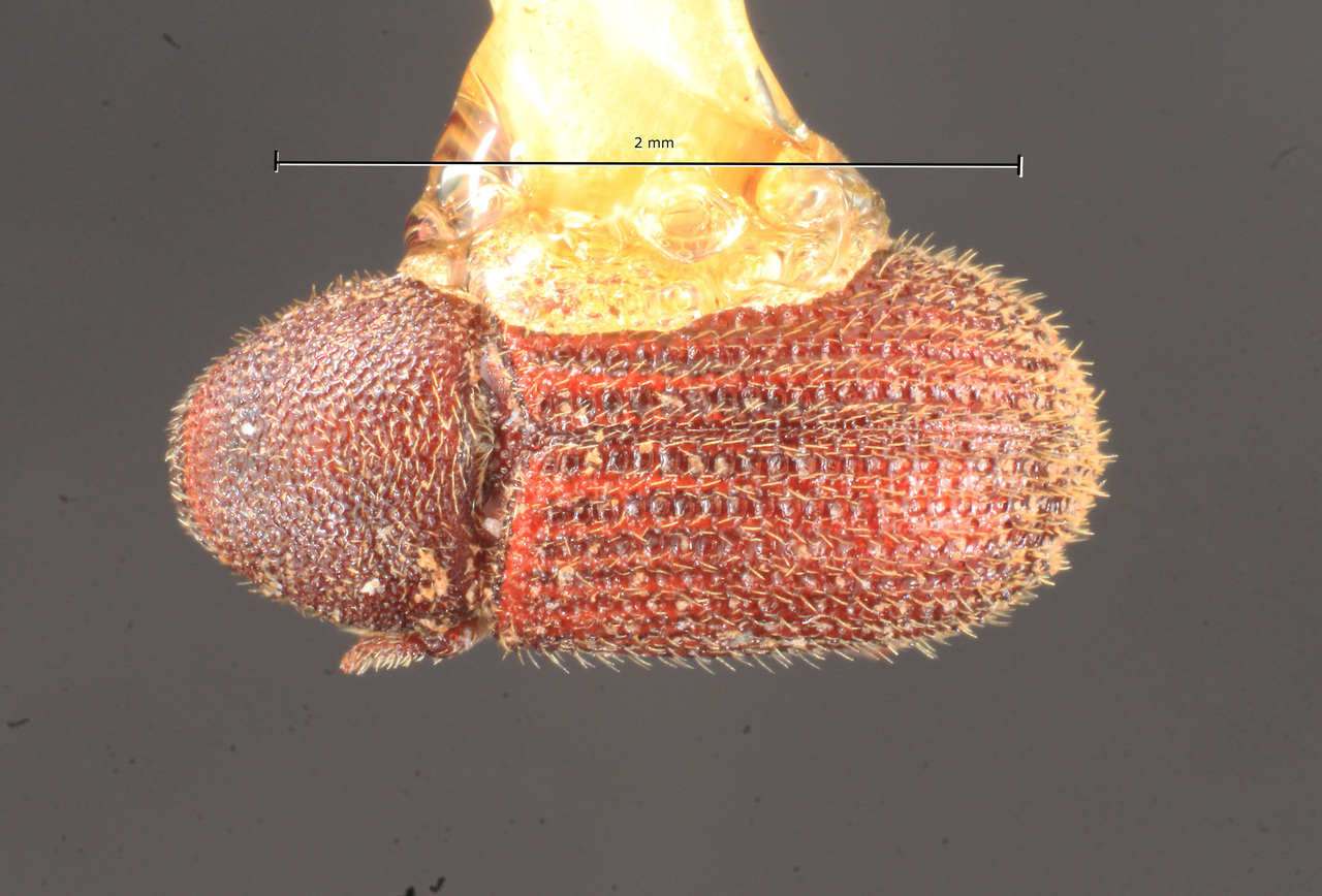 Genus / Species: Hylastinus obscurus | Image Author: TH Atkinson | Location: United States, Oregon, Forest Grove, 6 mi E | Collection: Texas A&M University Insect Collection
