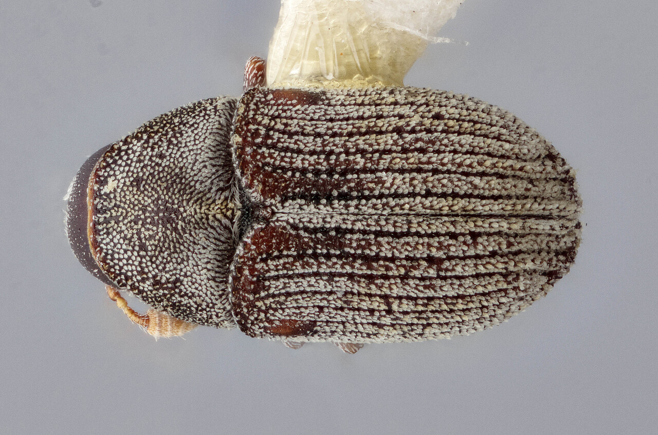 Genus / Species: Hylesinus aculeatus | Image Author: J Buffam | Location: Canada, Quebec, Hudson | Image Type: lectotype | Collection: Canadian National Collection of Insects, Arachnids and Nematodes