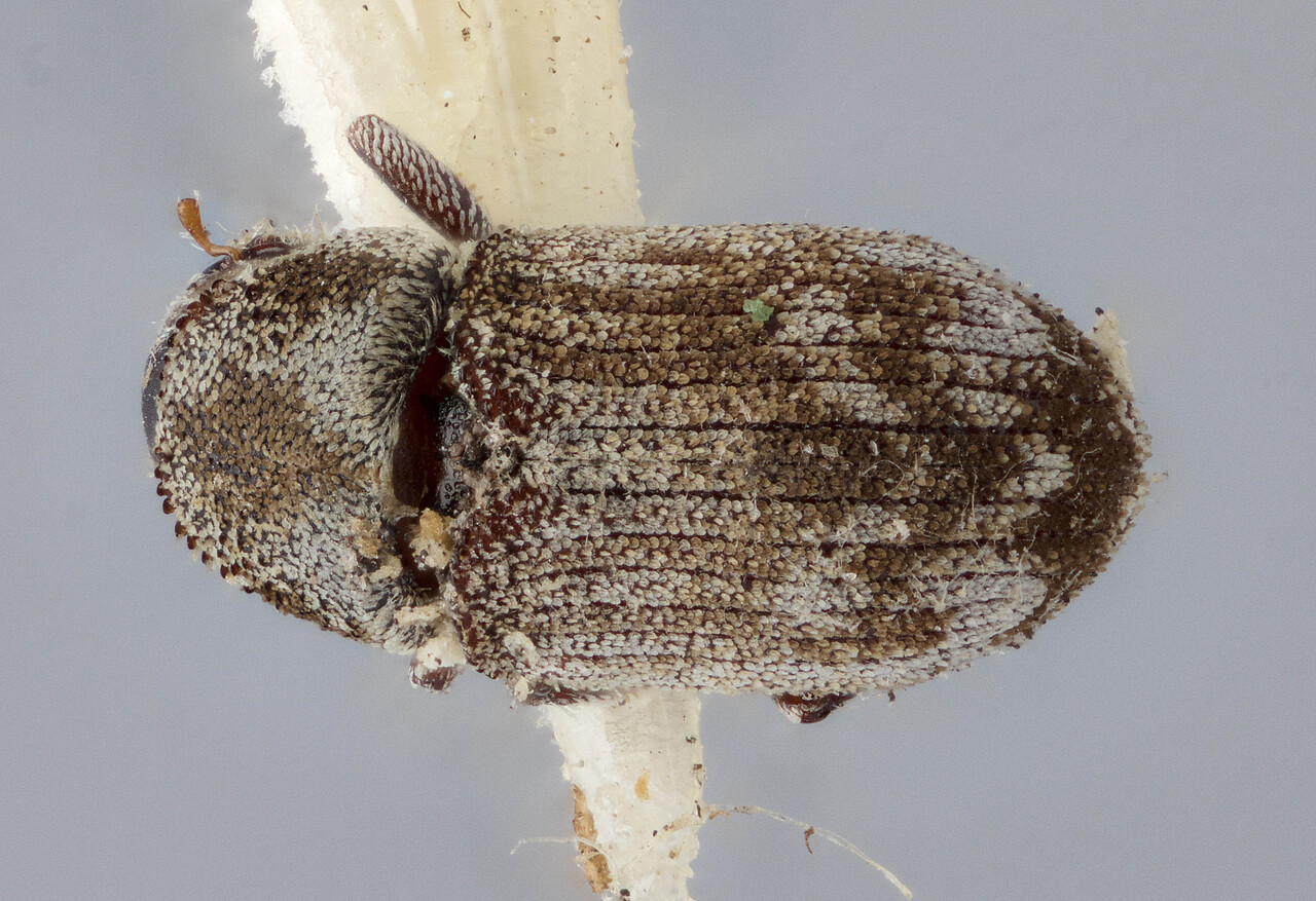 Genus / Species: Hylesinus criddlei | Image Author: J Buffam | Location: Canada, Manitoba, Aweme | Image Type: holotype | Collection: Canadian National Collection of Insects, Arachnids and Nematodes