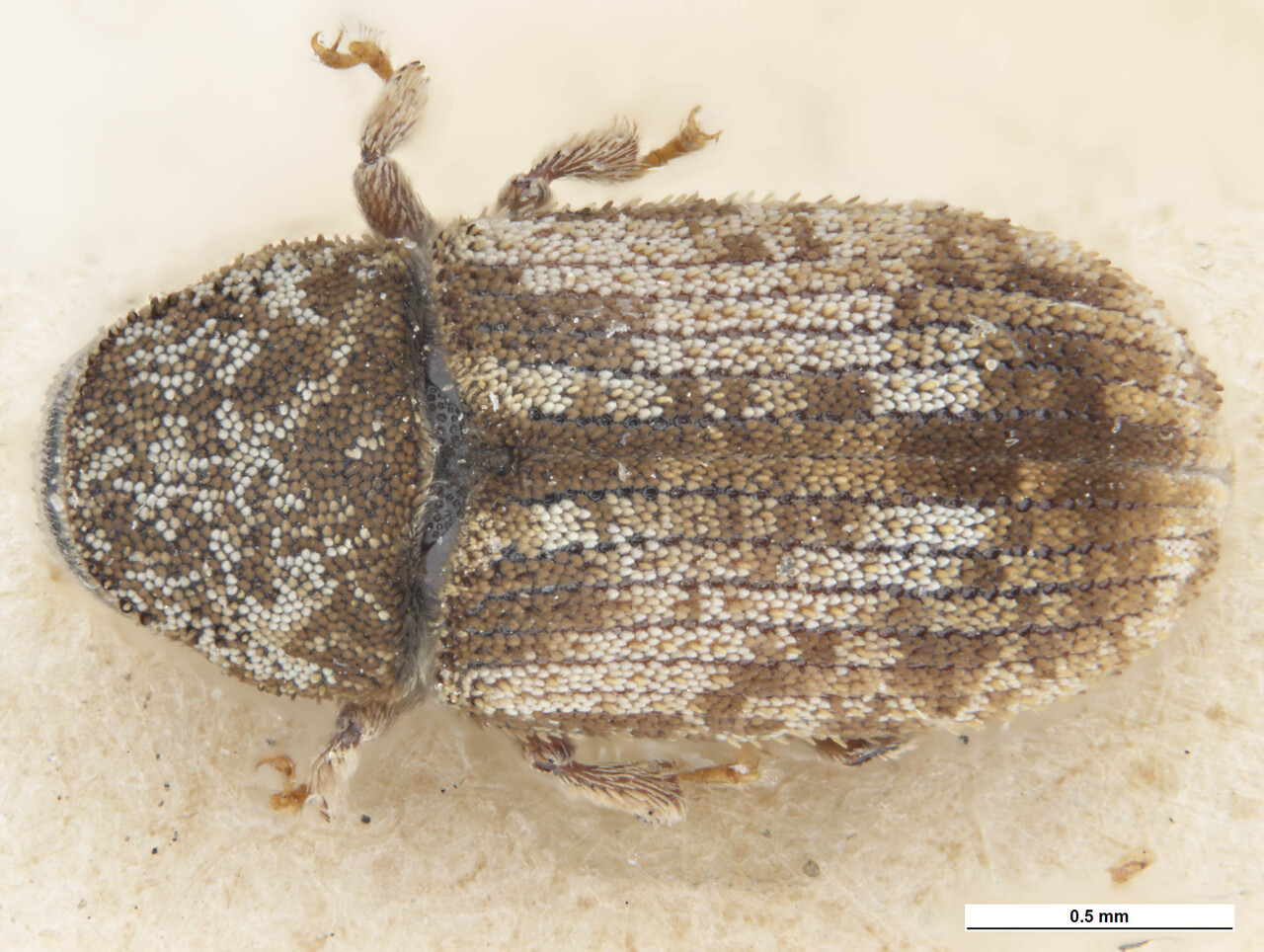 Genus / Species: Pteleobius vittatus | Image Author: C McClellan | Location: unknown | Collection: Field Museum of Natural History