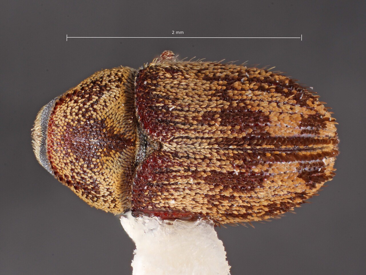 Genus / Species: Hylesinus californicus | Image Author: TH Atkinson | Location: United States, New Mexico, Lemoore | Collection: University of Texas Insect Collection
