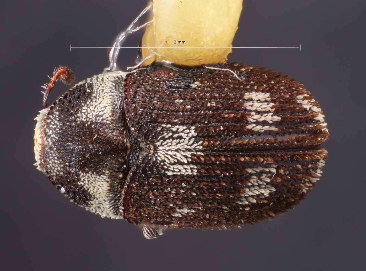 Genus / Species: Hylesinus mexicanus | Image Author: TH Atkinson | Location: México, Puebla, Tecamachalco | Image Type: holotype | Collection: Snow Entomological Museum, Univ. Kansas