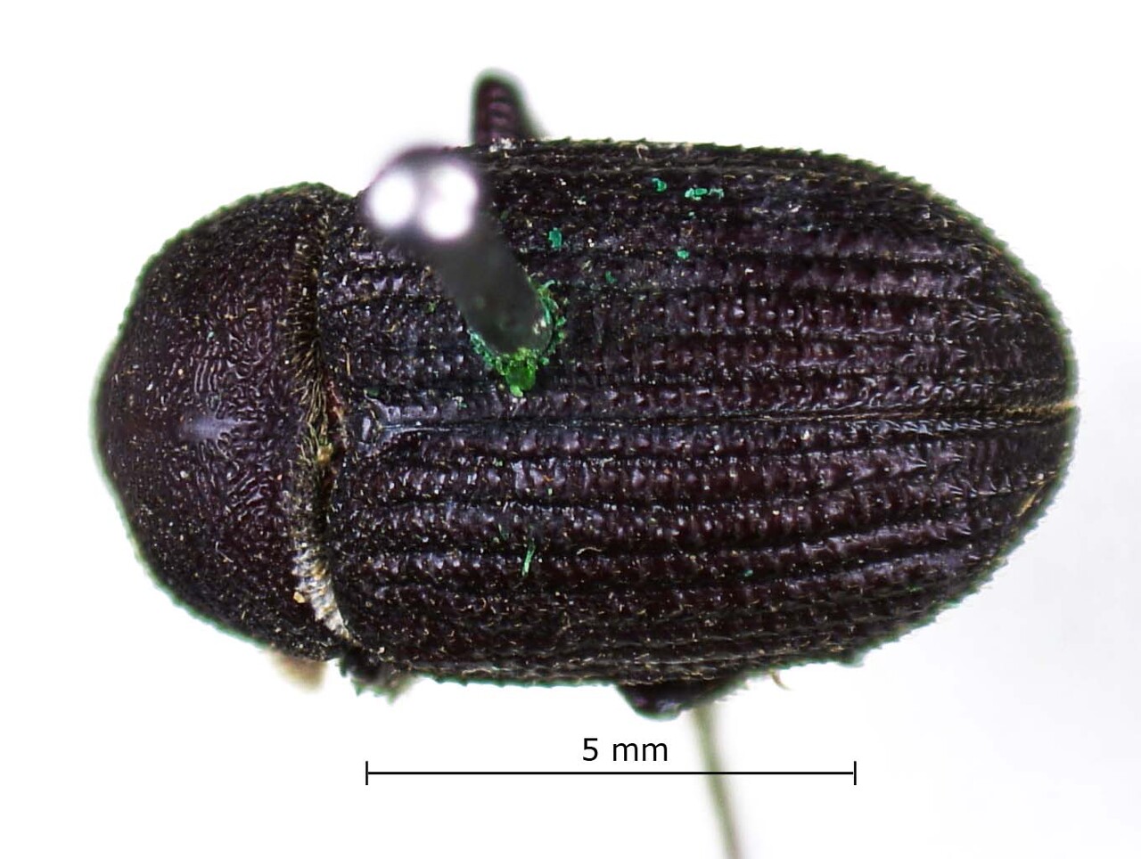Genus / Species: Phloeoborus belti | Image Author: LR Kirkendall | Location: Nicaragua, Chontales, Chontales | Image Type: holotype | Collection: British Museum (Natural History)