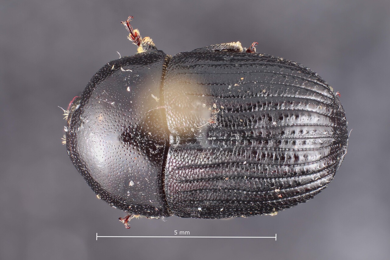 Genus / Species: Phloeoborus punctatorugosus | Image Author: TH Atkinson | Location: México, Oaxaca, Carr. Oaxaca-Valle Nacional, km 70 | Collection: default value if not specified / valor si no está especificado