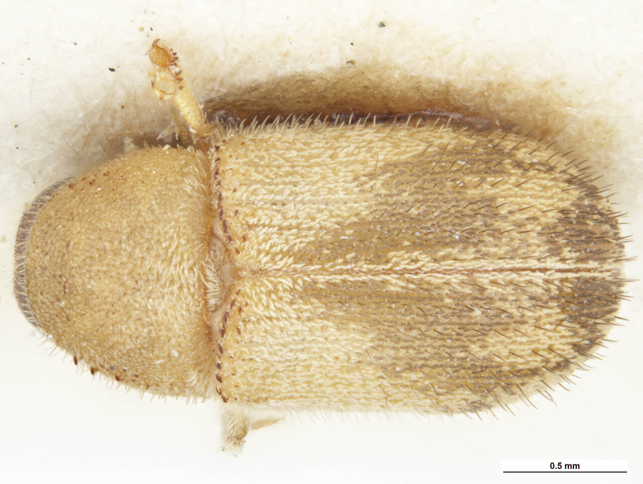 Genus / Species: Chaetoptelius vestitus | Image Author: C McClellan | Location: Tunisia, Le Kef | Collection: default value if not specified / valor si no está especificado