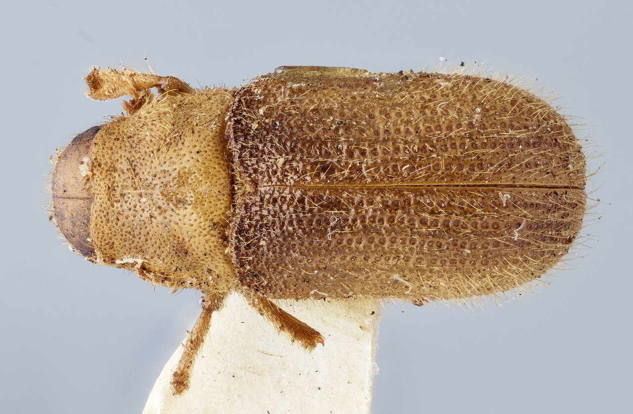 Genus / Species: Dendroctonus punctatus | Image Author: J Buffam | Location: Canada, Northwest Territories, Sandstone rapids, Coppermine River | Image Type: holotype | Collection: Canadian National Collection of Insects, Arachnids and Nematodes