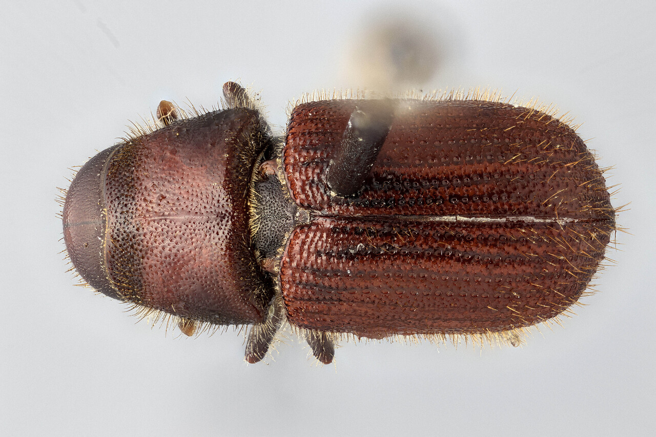 Genus / Species: Dendroctonus rhizophagus | Image Author: J Buffam | Location: México, Durango, El Salto, 16 km SW  | Image Type: holotype | Collection: Canadian National Collection of Insects, Arachnids and Nematodes