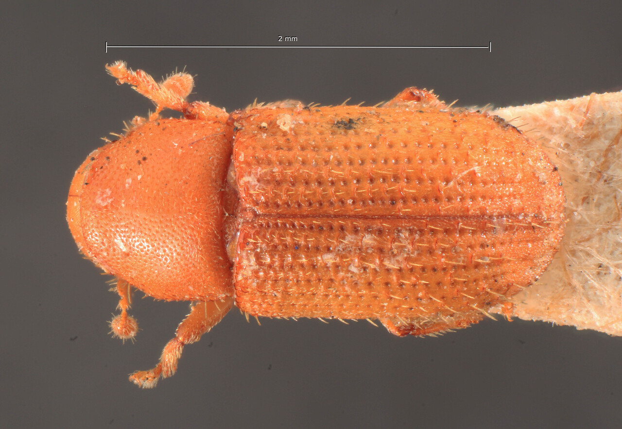 Genus / Species: Xylechinosomus contractus | Image Author: TH Atkinson | Location: Brazil, São Paulo, São Paulo (estado) | Image Type: syntype | Collection: Institut Royal des Sciences Naturelles