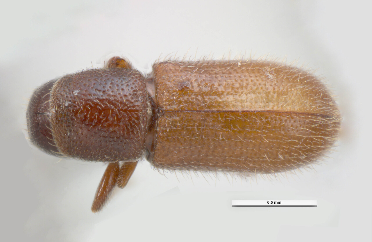 Genus / Species: Hylurdrectonus araucariae | Image Author: KL Walker | Location: Papua New Guinea, Bulolo | Collection: default value if not specified / valor si no está especificado