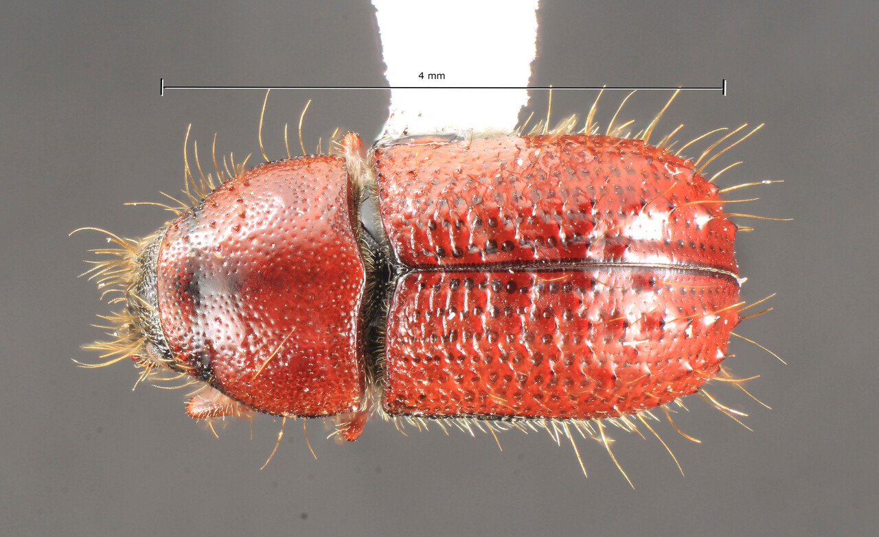 Genus / Species: Hylurgonotus antipodus | Image Author: TH Atkinson | Location: Chile, Biobió (VIII), Parque Nacional Nahuelbuta | Collection: University of Texas Insect Collection