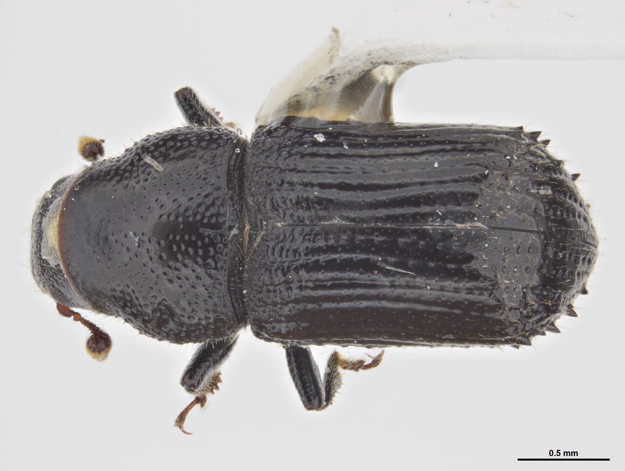 Genus / Species: Hylurgonotus armaticeps | Image Author: S McCaffrey | Location: Chile, Araucanía (IX), Lonquimay | Collection: default value if not specified / valor si no está especificado