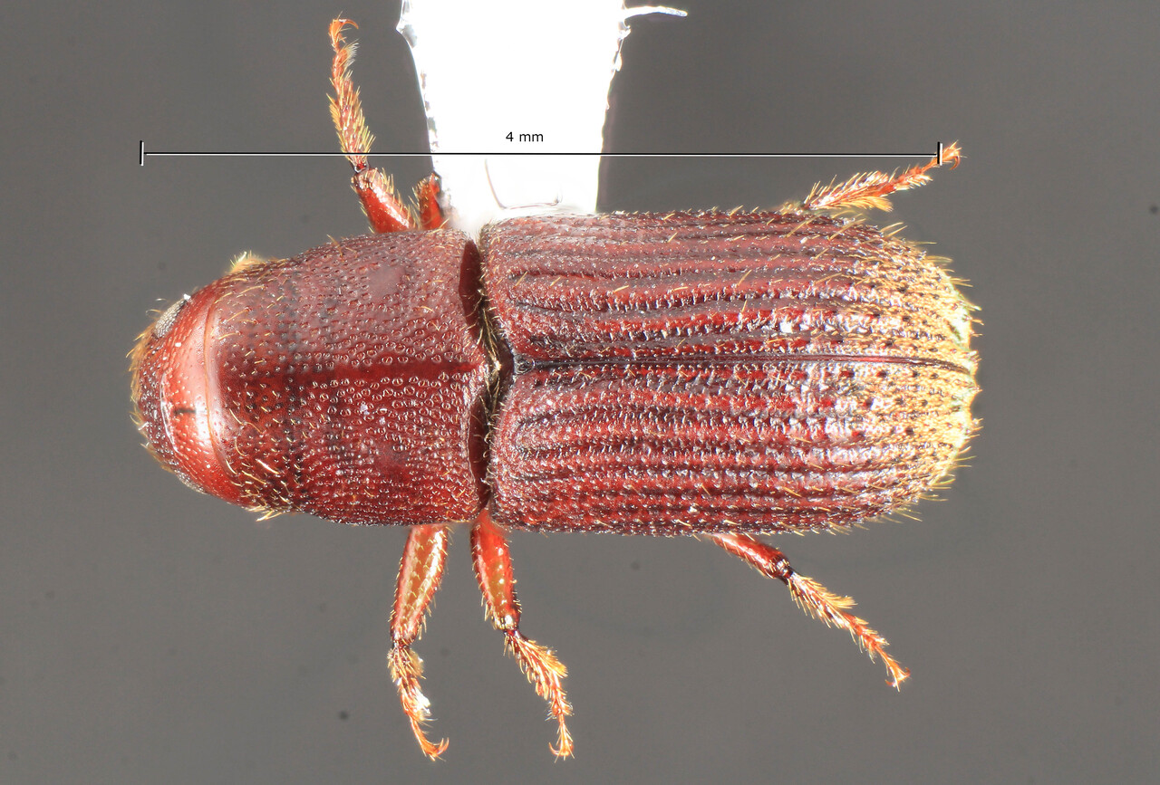 Genus / Species: Hylurgonotus tuberculatus | Image Author: TH Atkinson | Location: Chile, Biobió (VIII), Parque Nacional Nahuelbuta | Collection: University of Texas Insect Collection